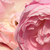 Roze - Polyantha roos - Sorbet Pink